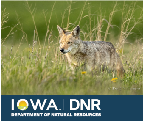 coyote with Iowa Department of Natural Resources logo